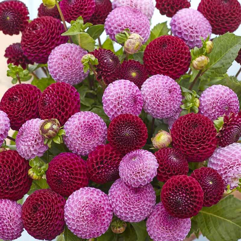 dahlia berry bliss duo