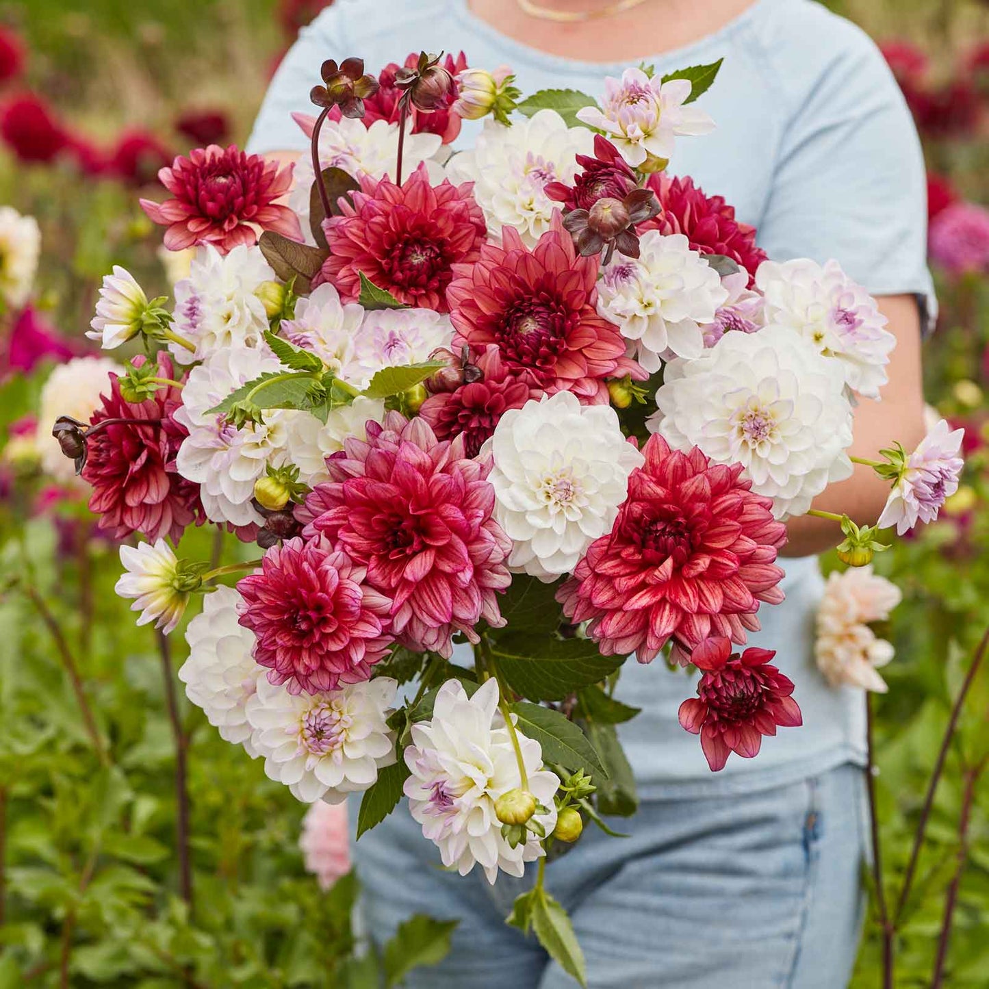dahlia best in show duo