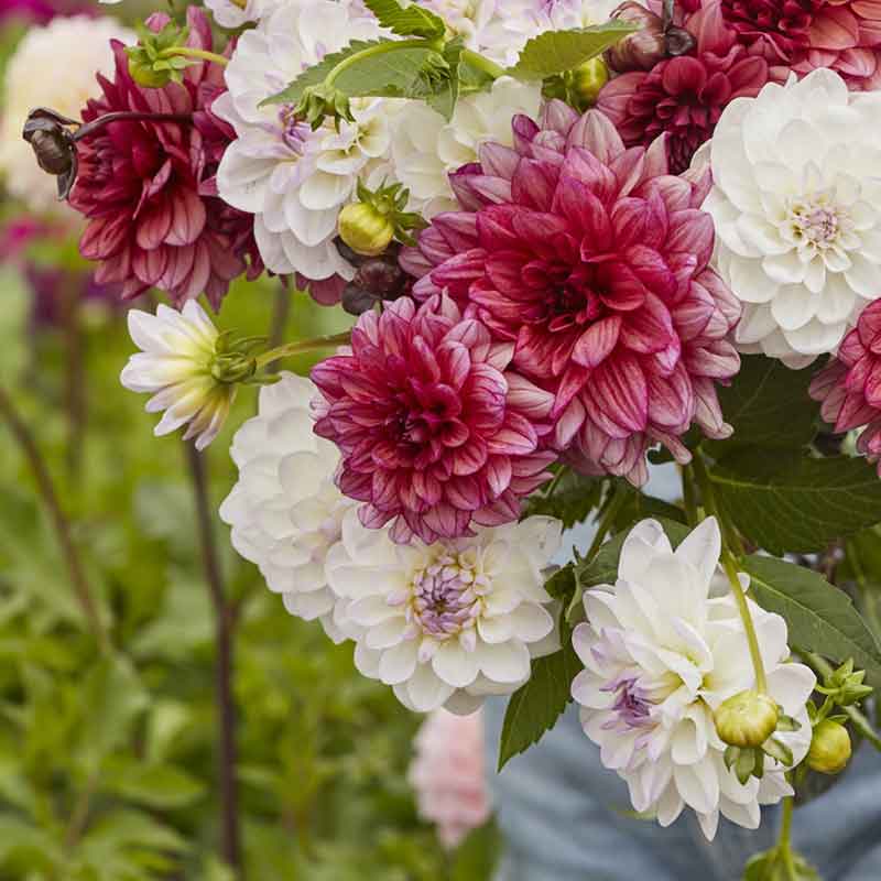 dahlia best in show duo