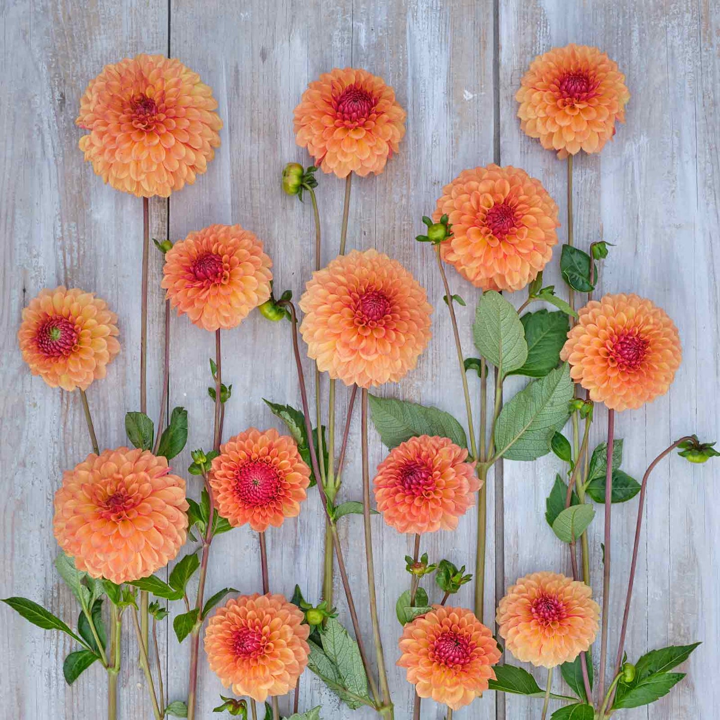Bonanza - Dahlia Bulbs (Ball)