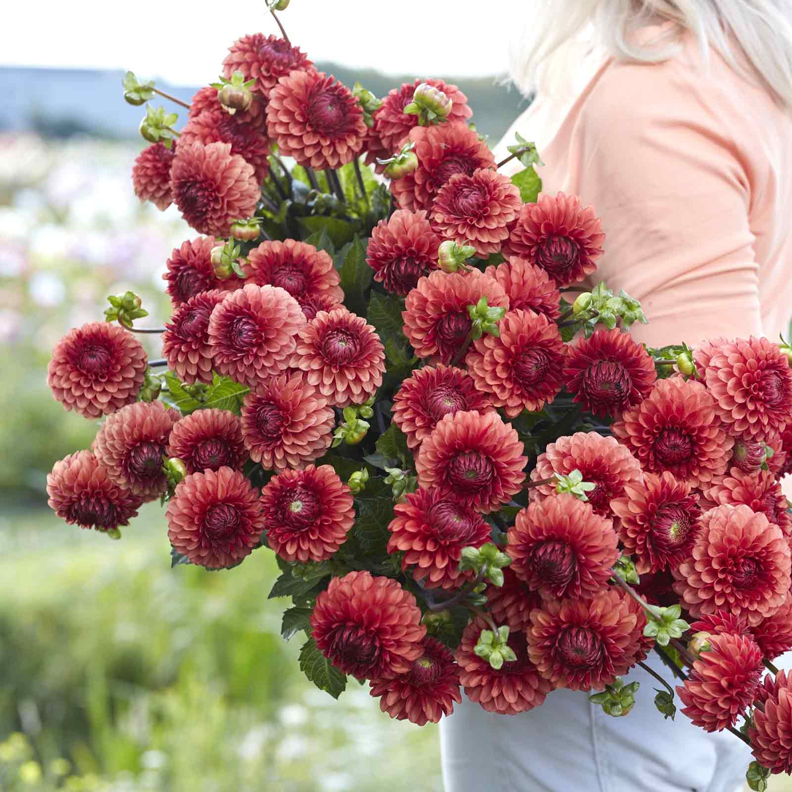 dahlia seeds or bulbs Brown Sugar - Dahlia Bulbs (Ball) | Flower Bulbs
