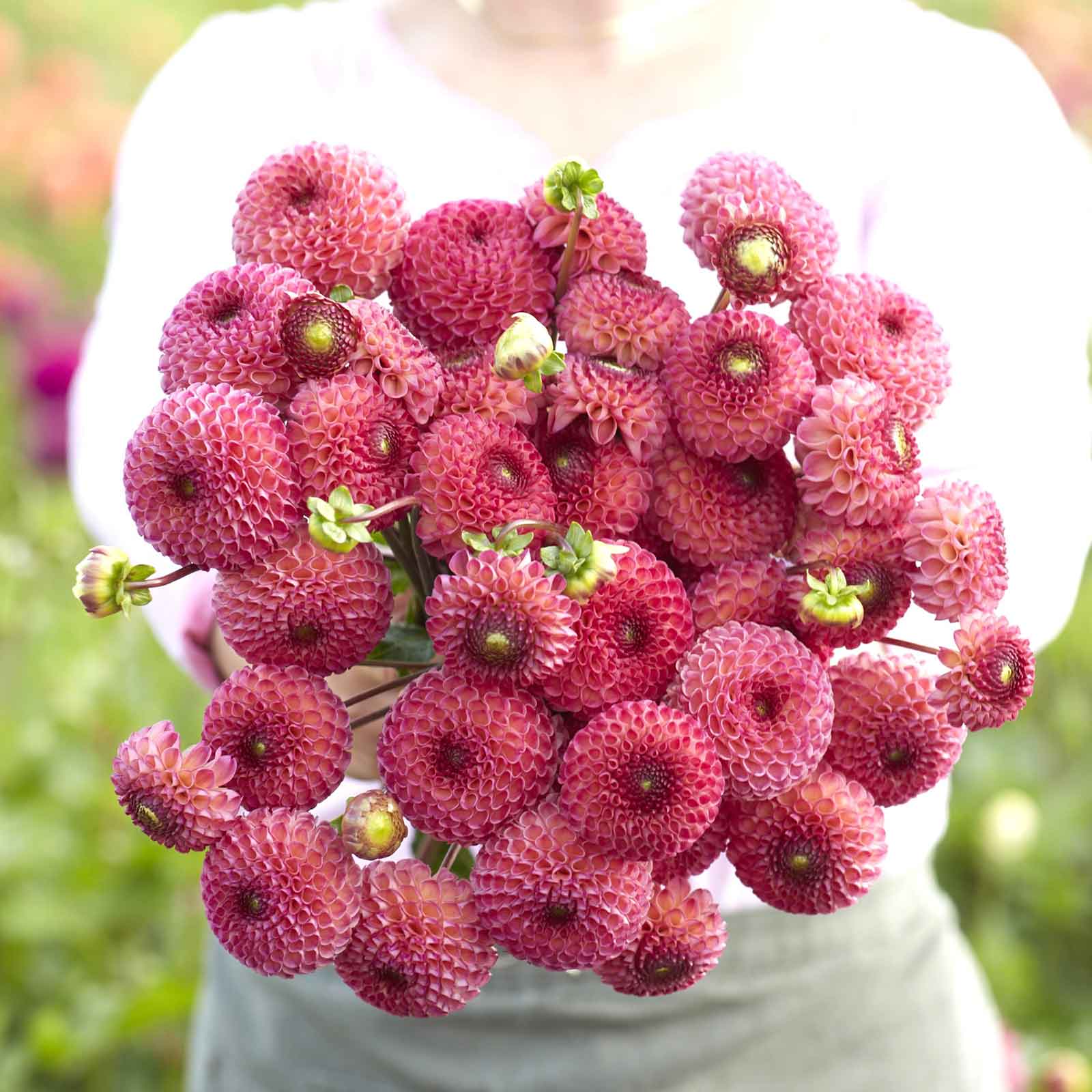 pom pom dahlia seeds Burlesca - Dahlia Bulbs (Pompon) | Flower Bulbs