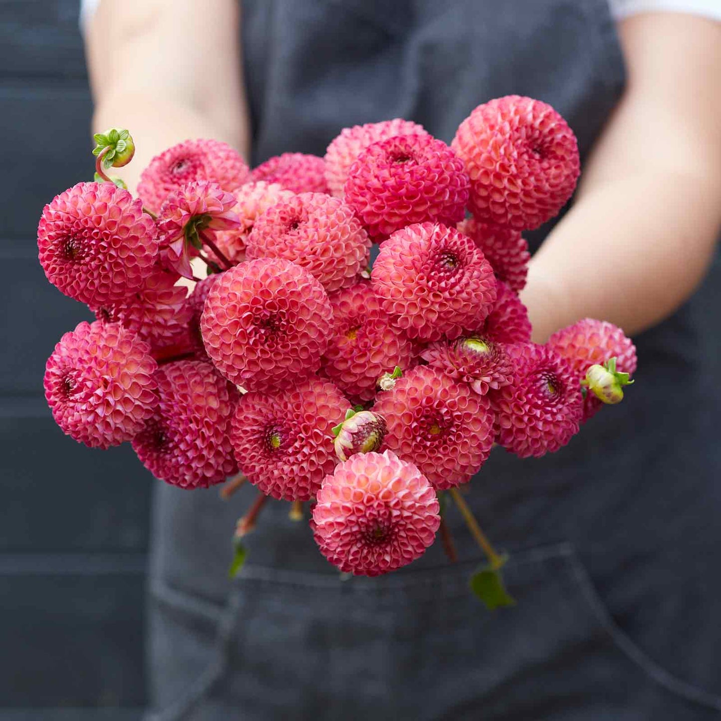 Burlesca - Dahlia Bulbs (Pompon)