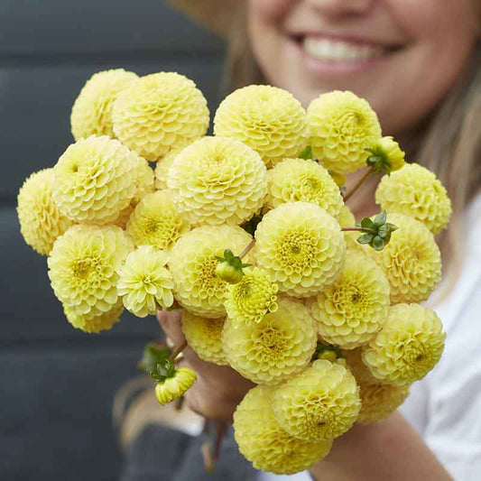 Buttercup - Dahlia Bulbs (Pompon)
