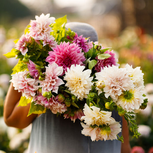 Cafe au Lait Collection - Dahlia Bulbs (Dinnerplate)