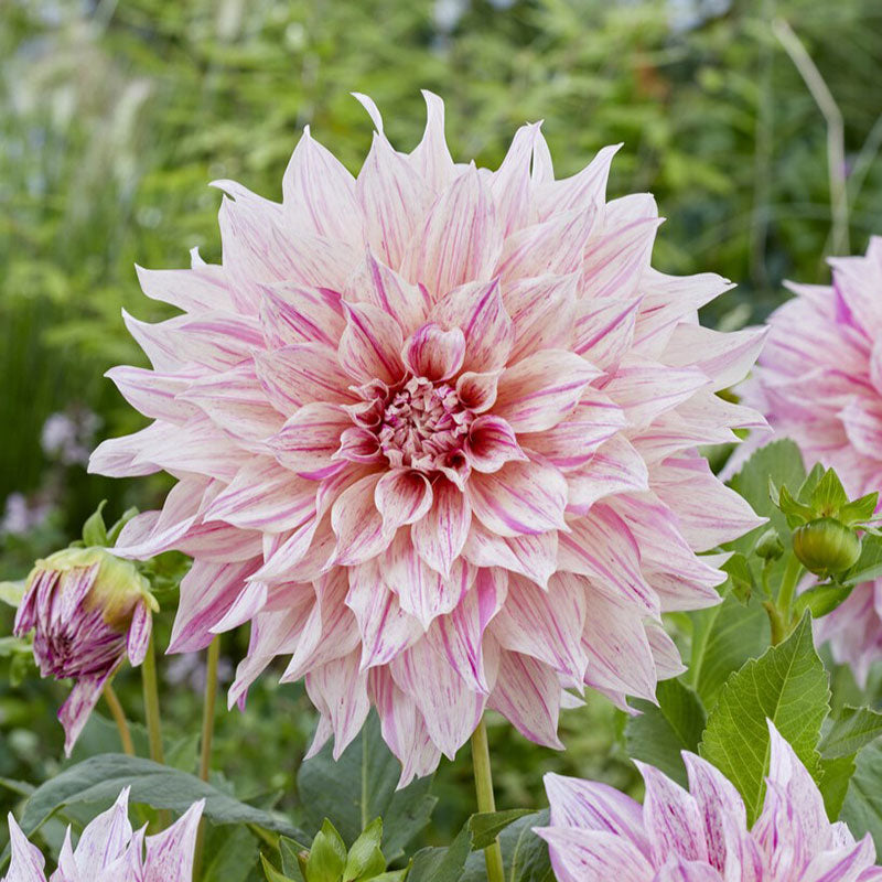 Cafe au Lait Mix - Dahlia Bulbs (Dinnerplate)