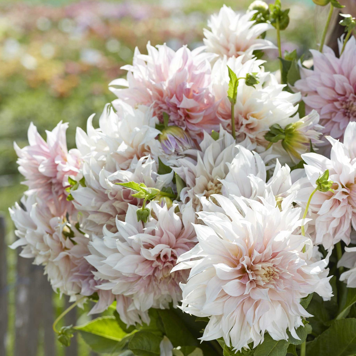 Cafe au Lait - Dahlia Bulbs (Dinnerplate)