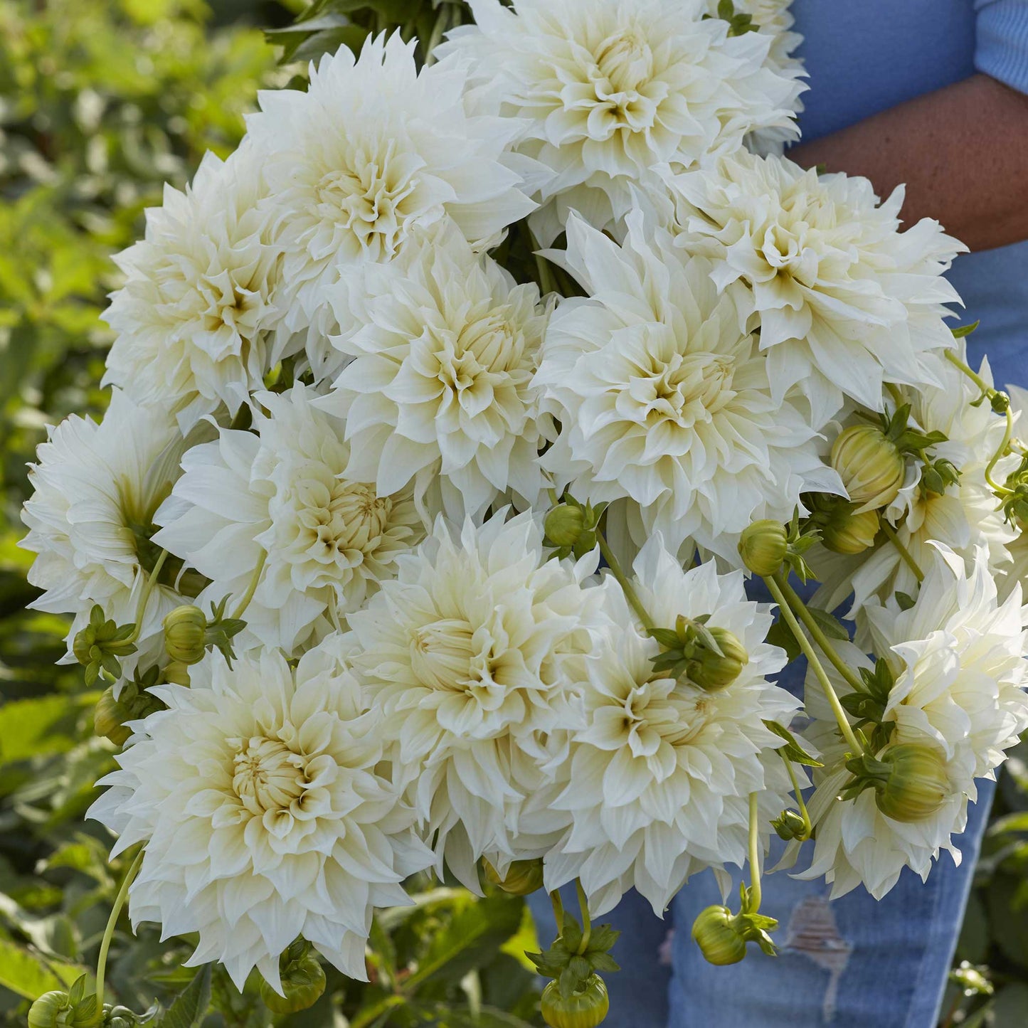 Cafe au Lait Supreme - Dahlia Bulbs (Dinnerplate)