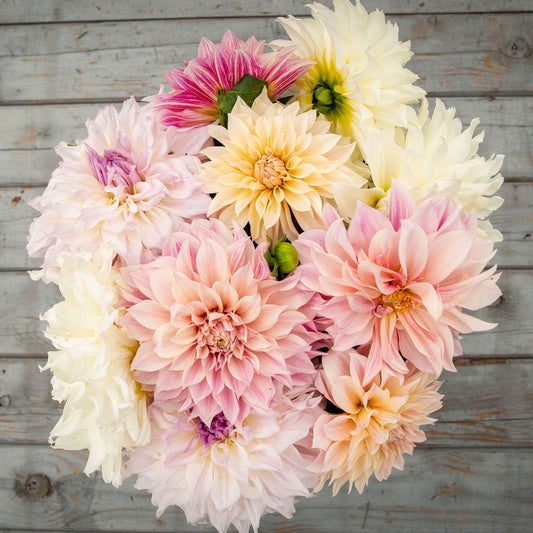 Celestial Mix - Dahlia Bulbs (Dinnerplate)