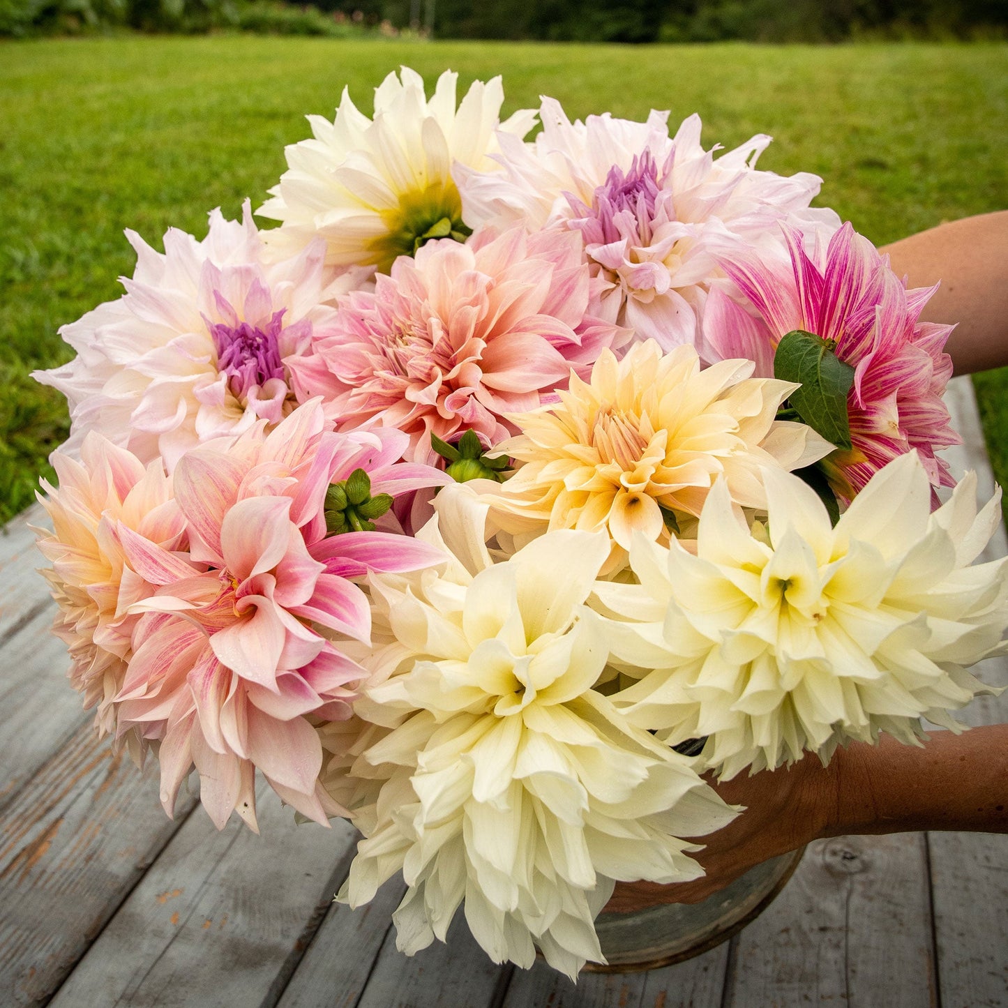 Celestial Mix - Dahlia Bulbs (Dinnerplate)