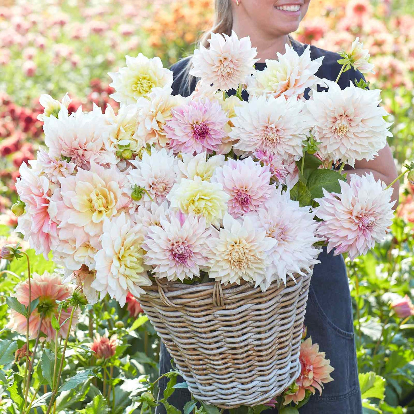 Celestial Mix - Dahlia Bulbs (Dinnerplate)