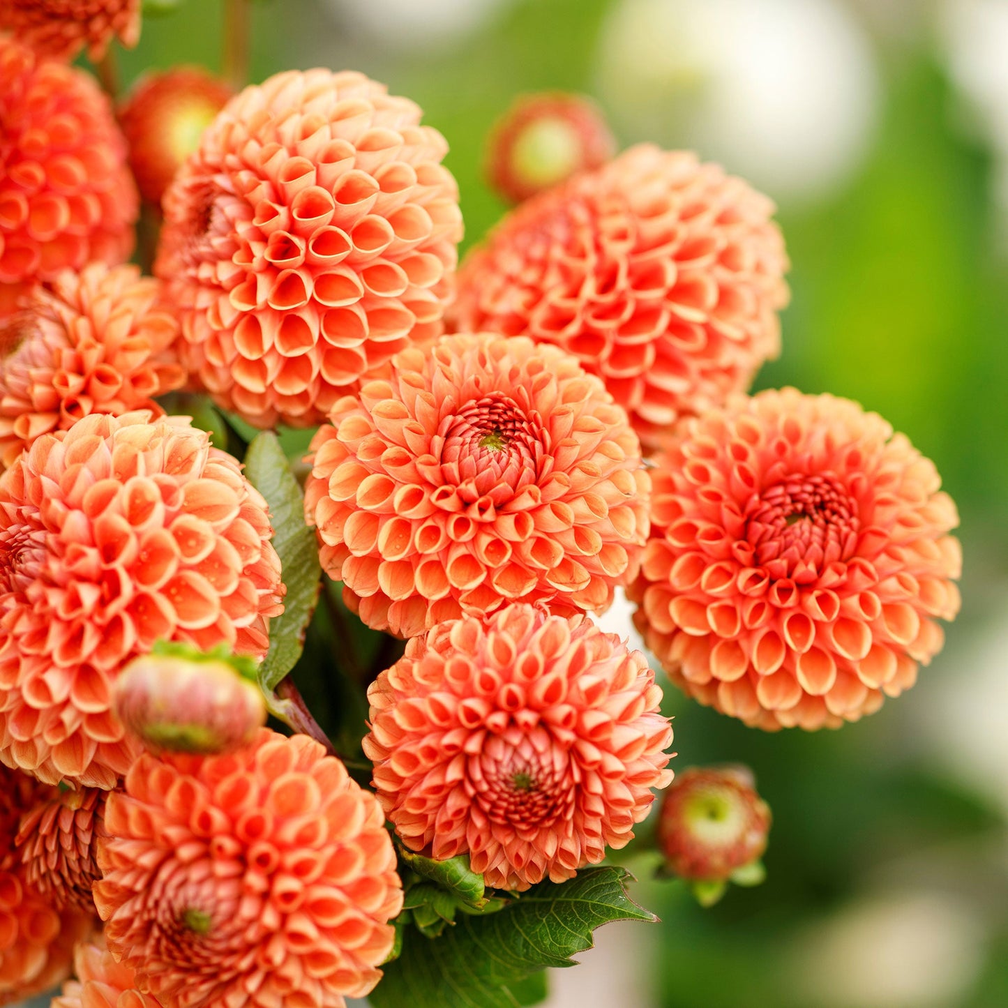 Cornel Bronze - Dahlia Bulbs (Ball)