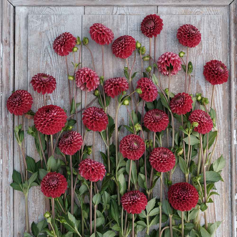 Cornel - Dahlia Bulbs (Ball)