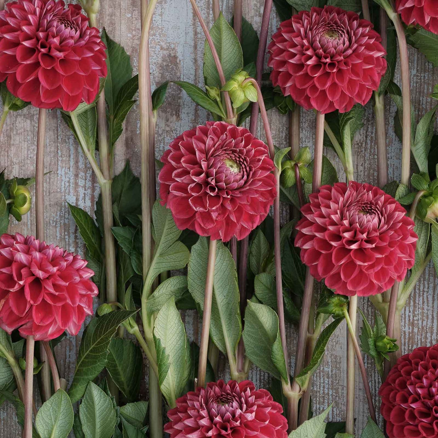 Cornel - Dahlia Bulbs (Ball)