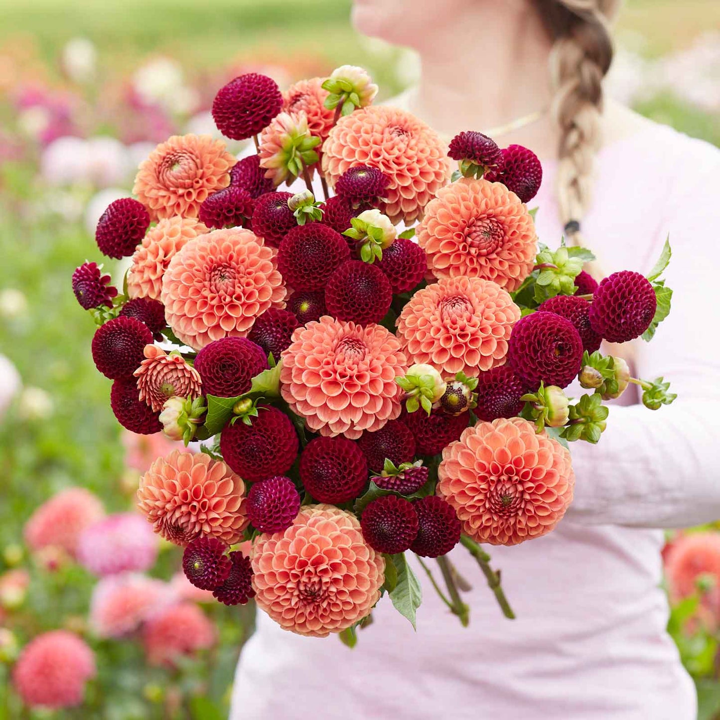 dahlia crimson and coral duo
