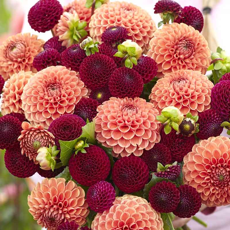 dahlia crimson and coral duo