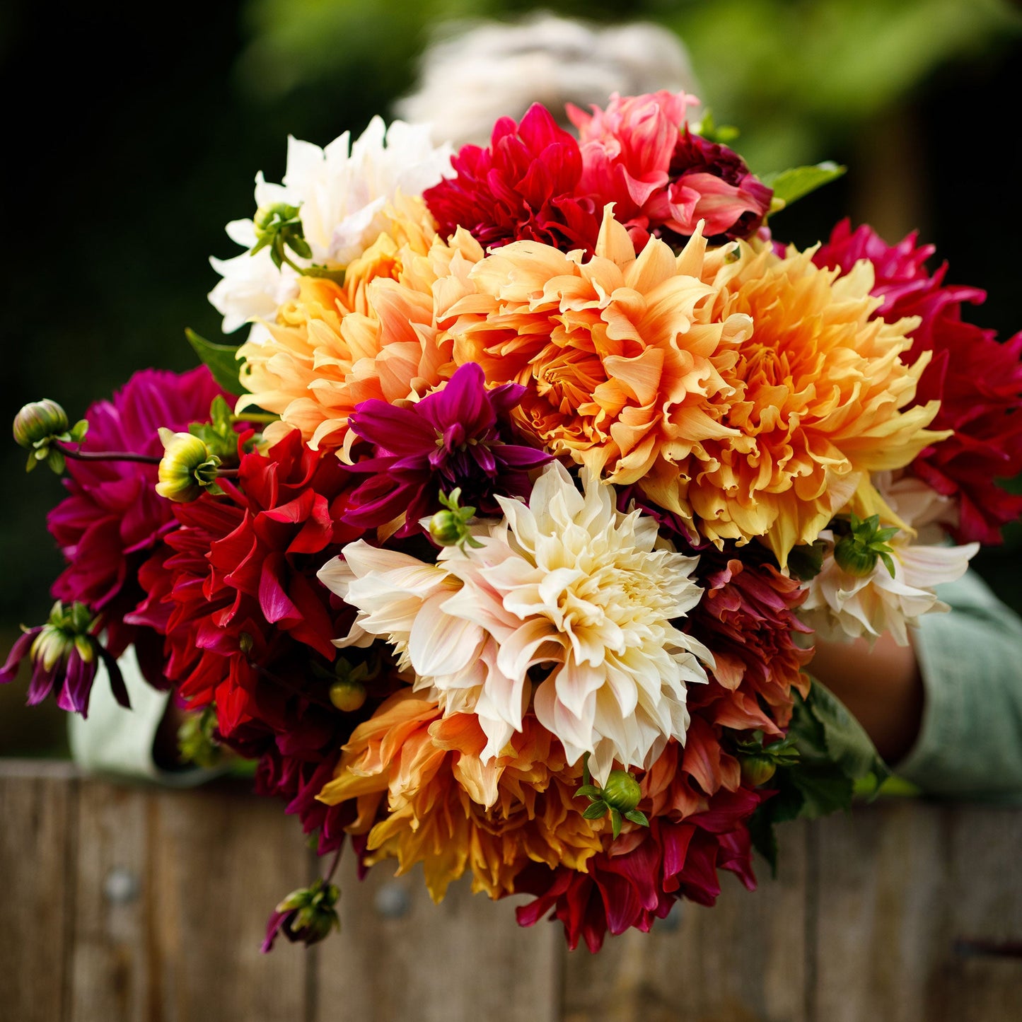 Dinnerplate Happy Mix - Dahlia Bulbs