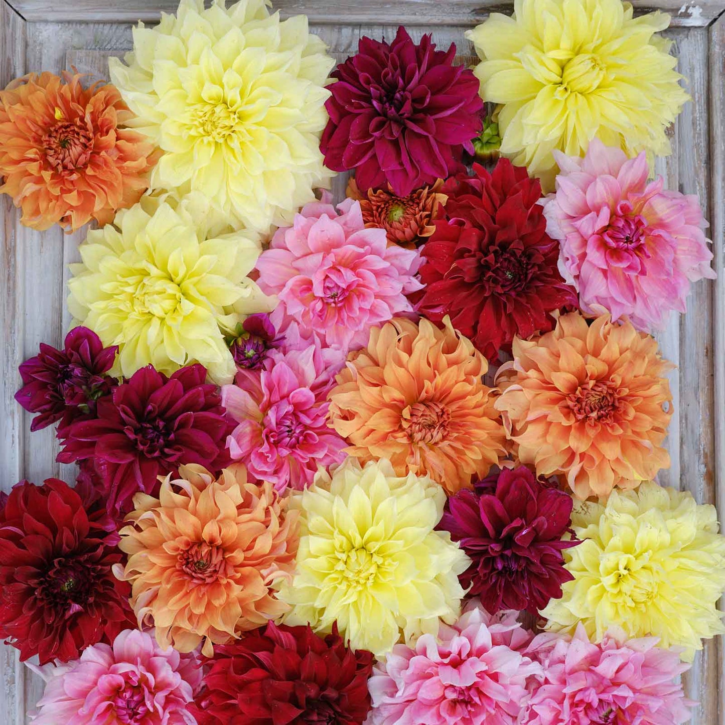 Dinnerplate Mix - Dahlia Bulbs