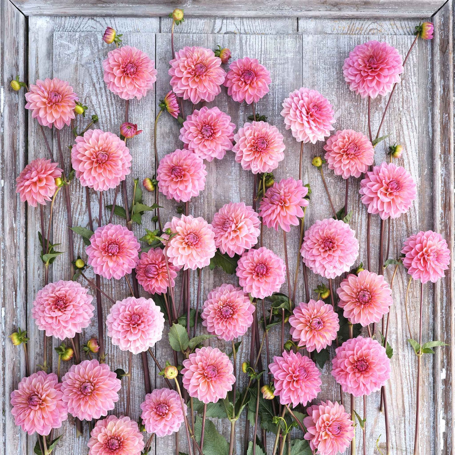 Doris Duke - Dahlia Bulbs (Ball)
