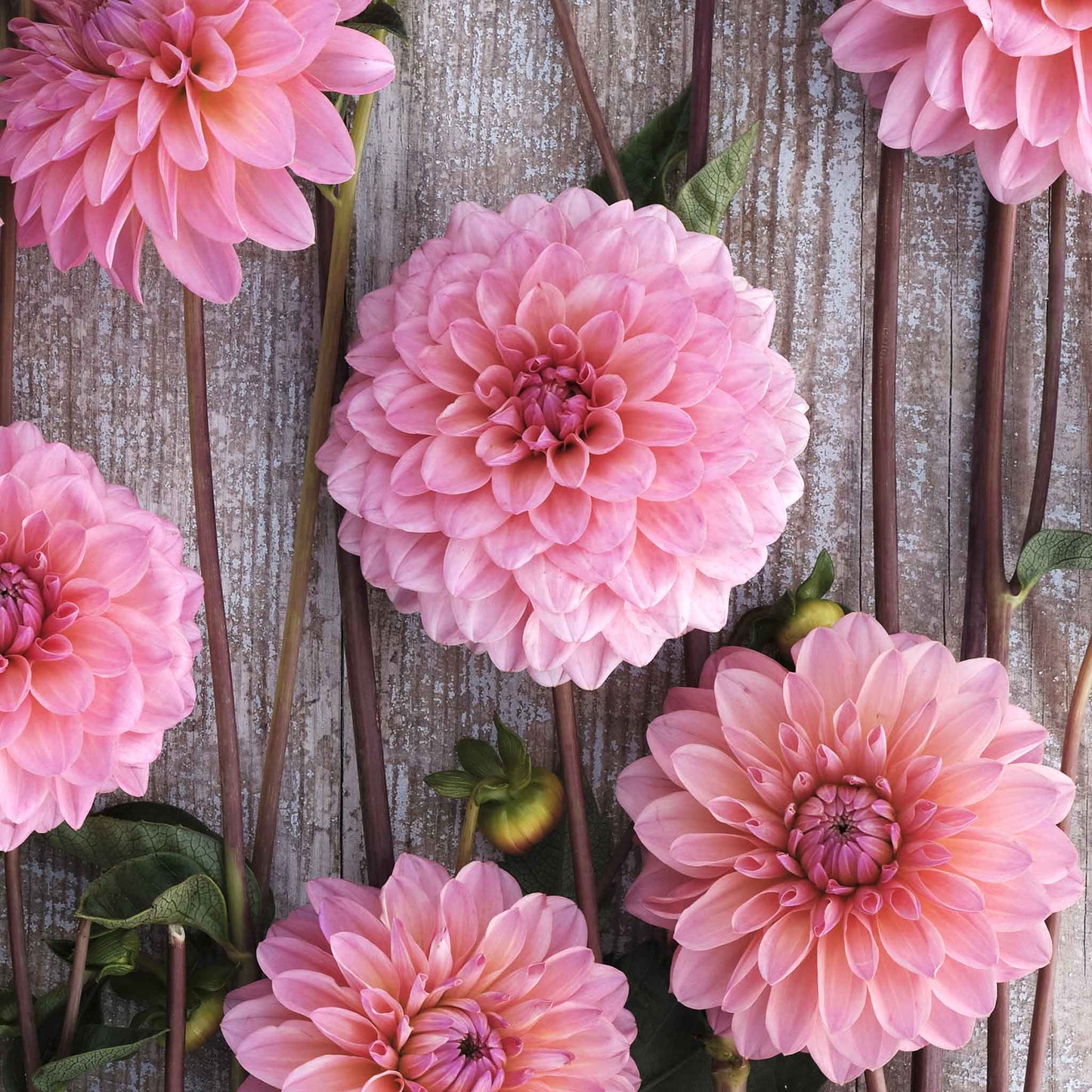 Doris Duke - Dahlia Bulbs (Ball)