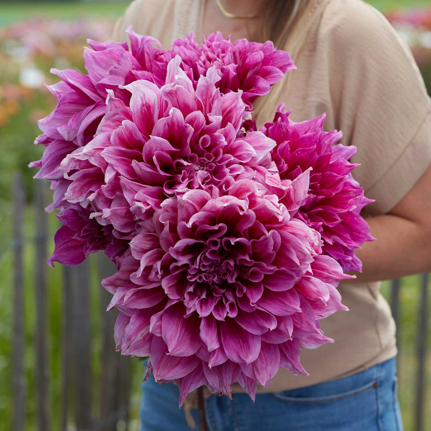 Emory Paul - Dahlia Bulbs (Dinnerplate)