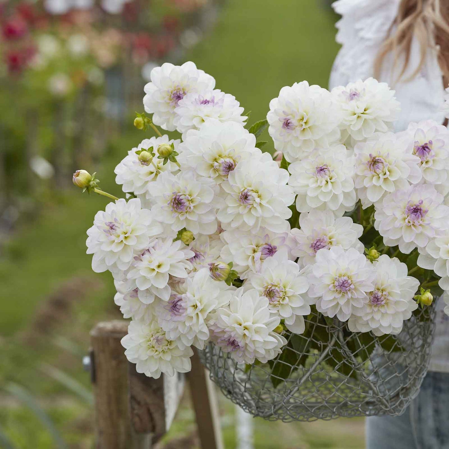 Eveline - Dahlia Bulbs (Ball)