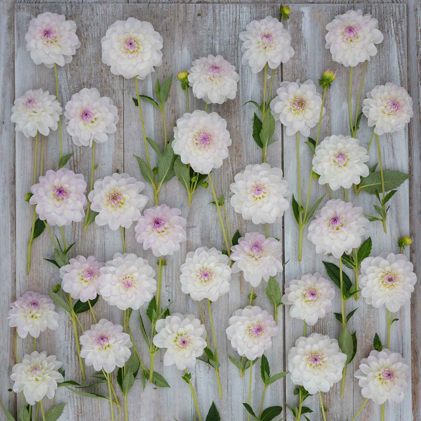 Eveline - Dahlia Bulbs (Ball)