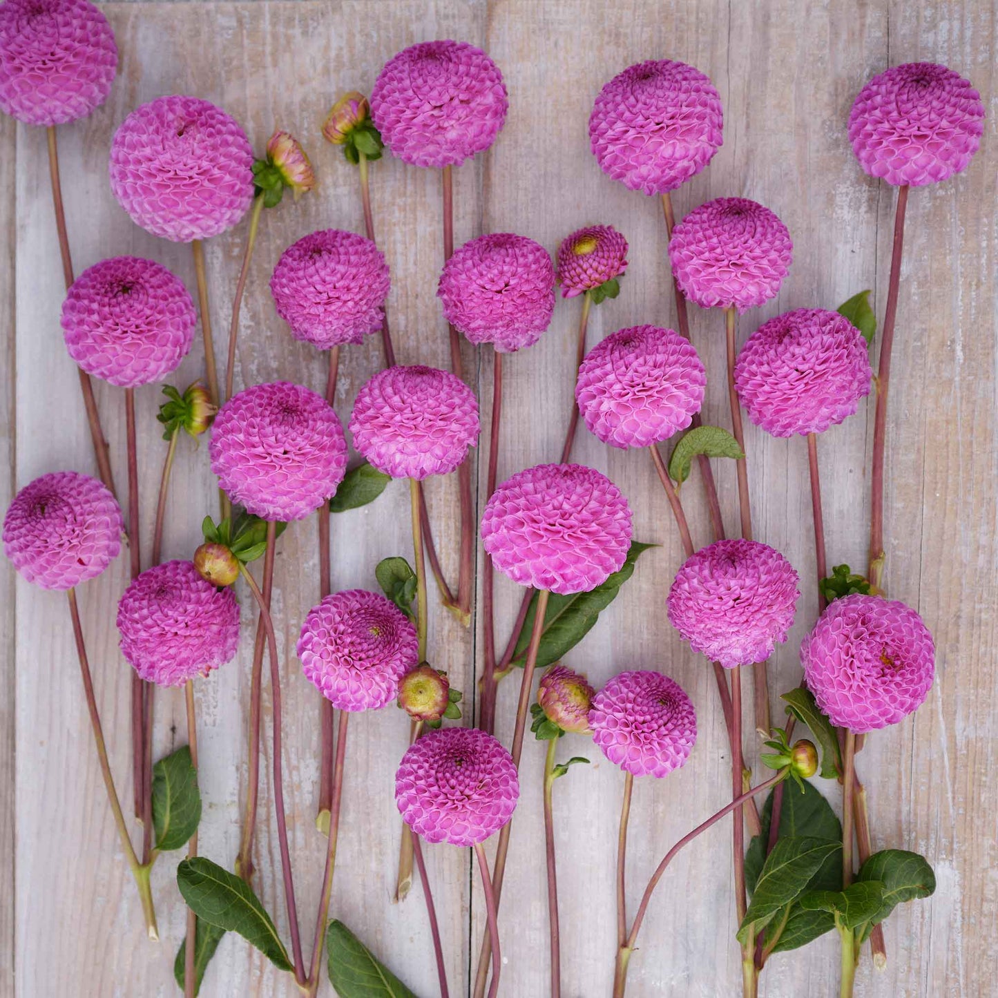 Frank Holmes - Dahlia Bulbs (Pompon)