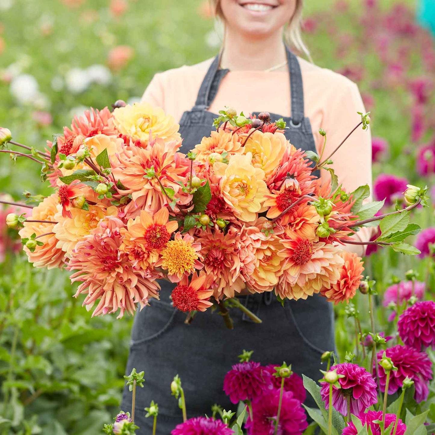 Ginger Spice Mix - Dahlia Bulbs