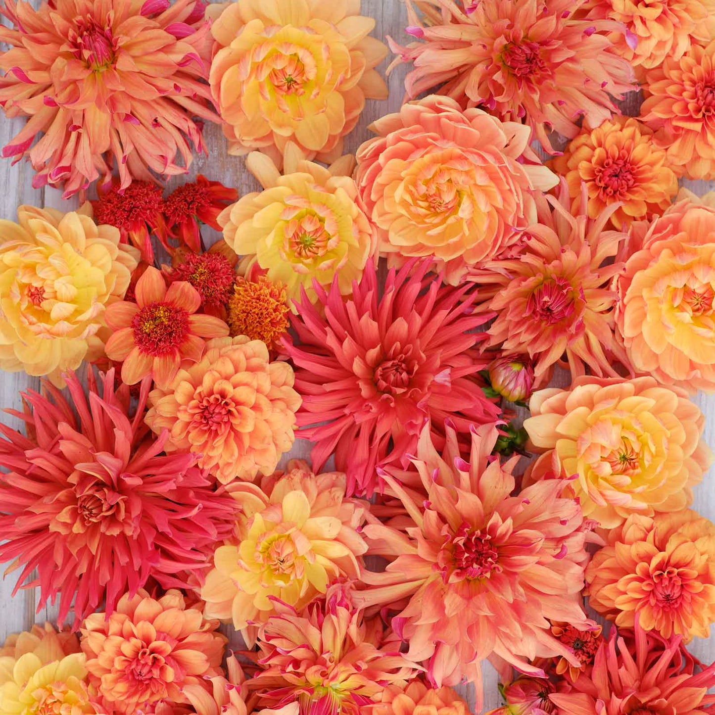 Ginger Spice Mix - Dahlia Bulbs