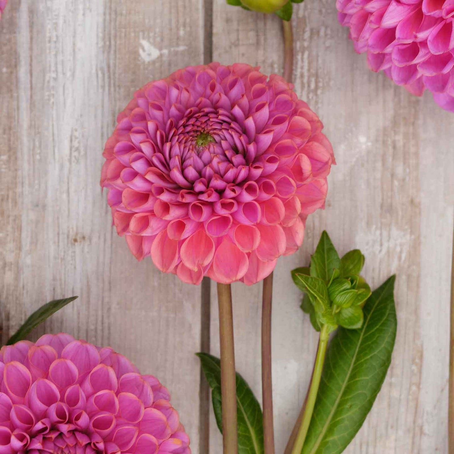 Isabel - Dahlia Bulbs (Ball)