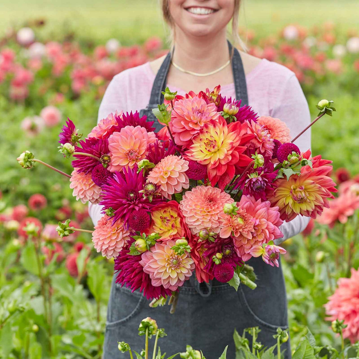 Juliette's Mix - Dahlia Bulbs