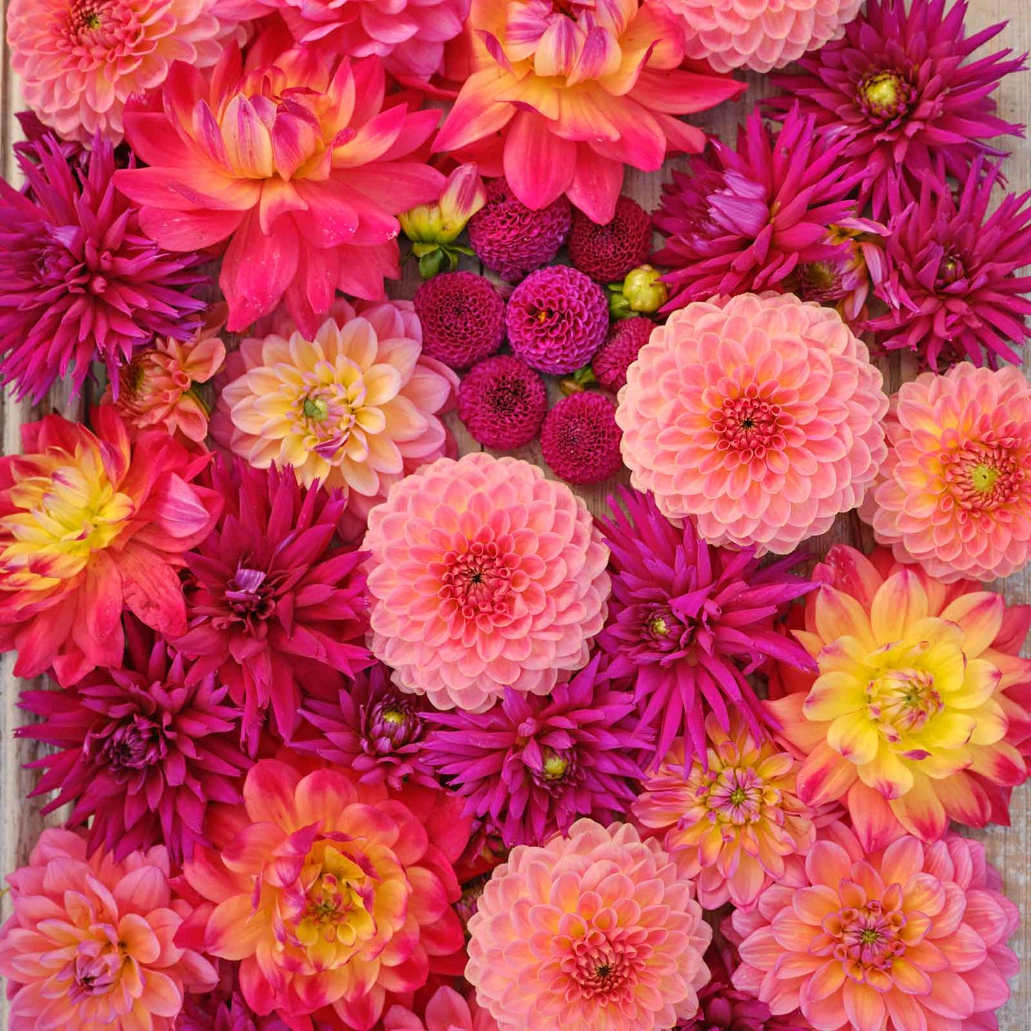 Juliette's Mix - Dahlia Bulbs