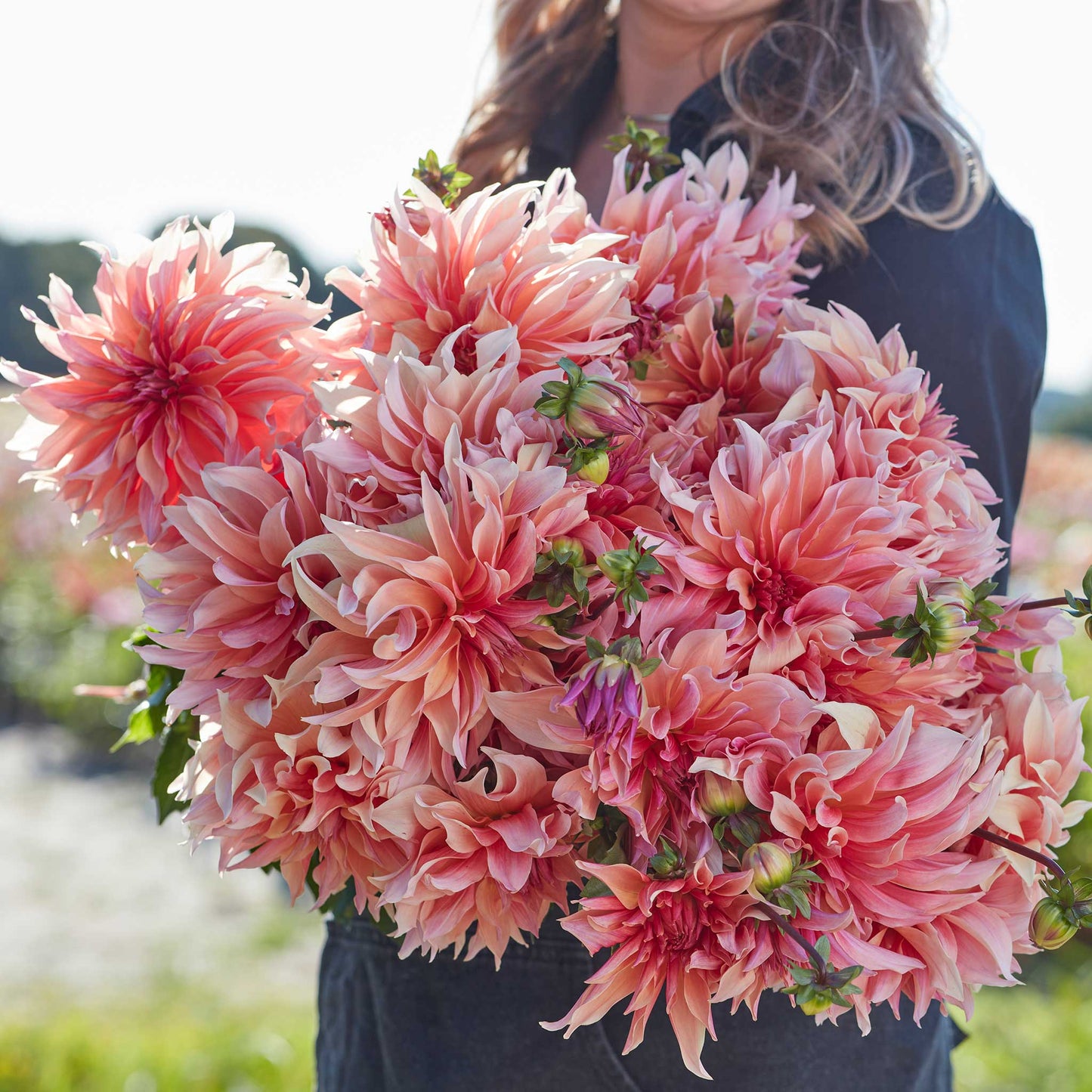 Labyrinth - Dahlia Bulbs (Dinnerplate)