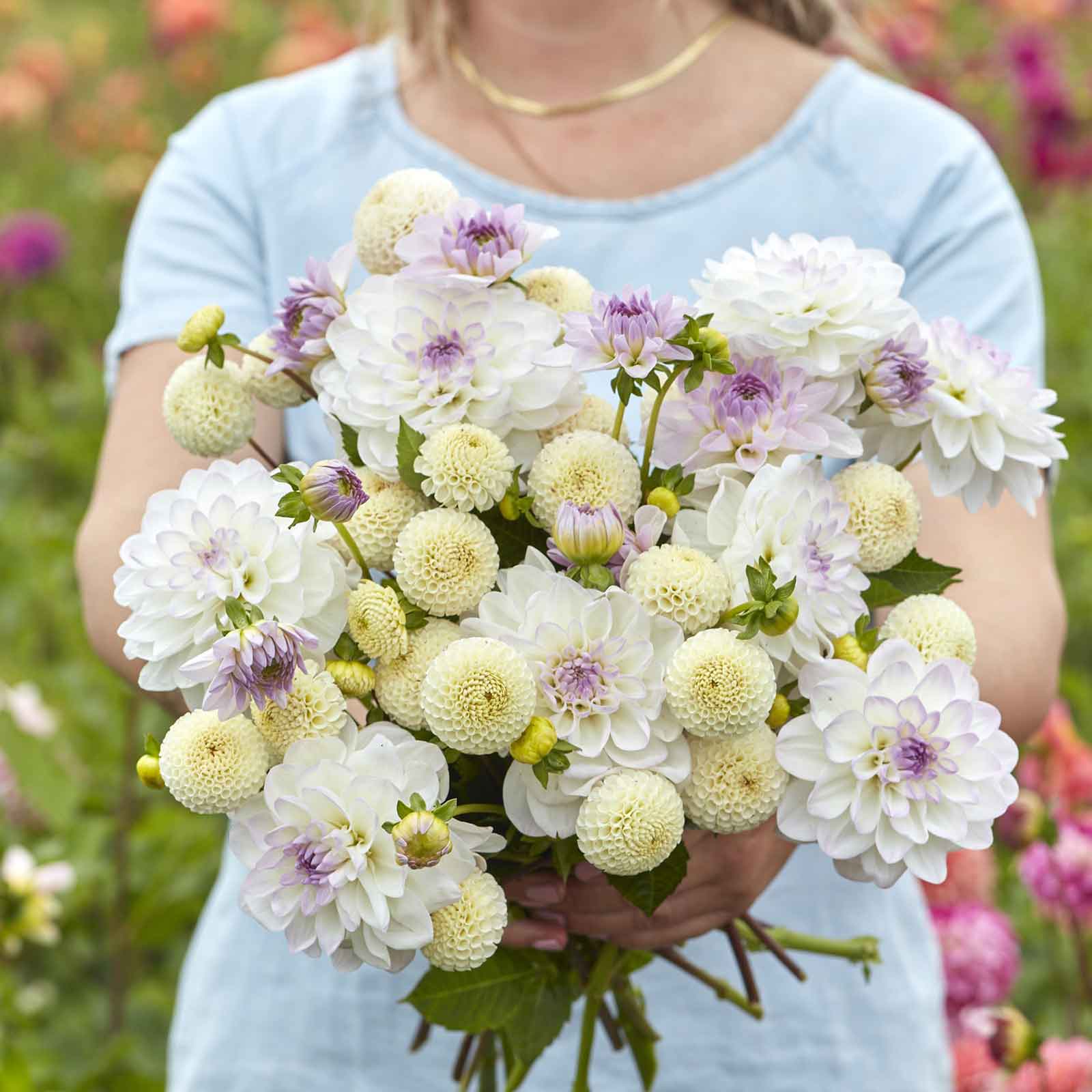 lavender dahlia flower Lavender Linen Duo