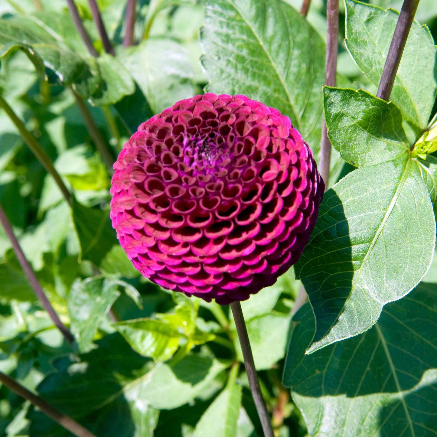 Moor Place - Dahlia Bulbs (Pompon)