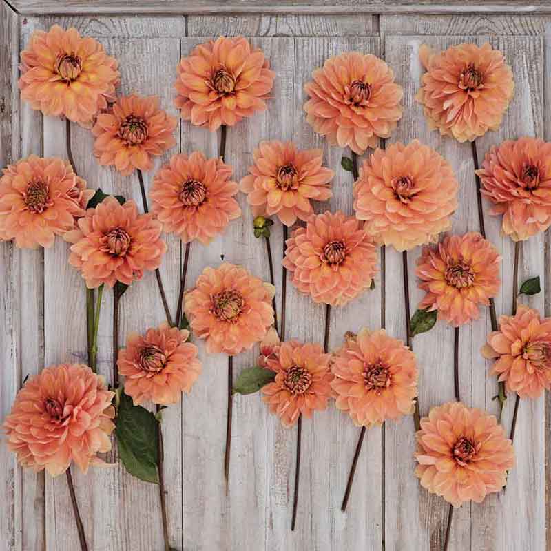 Nicholas - Dahlia Bulbs (Waterlily)