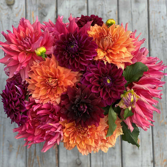 Passion Mix - Dahlia Bulbs (Dinnerplate)