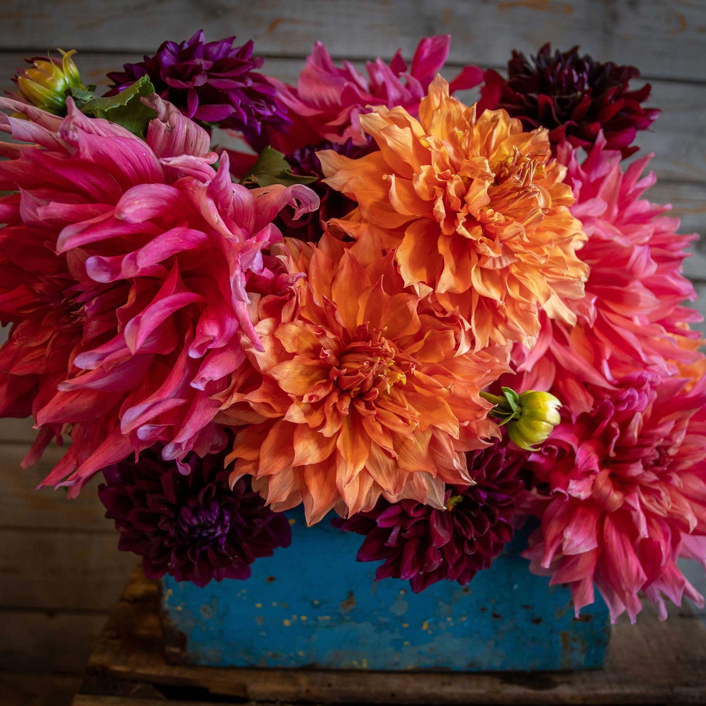 Passion Mix - Dahlia Bulbs (Dinnerplate)