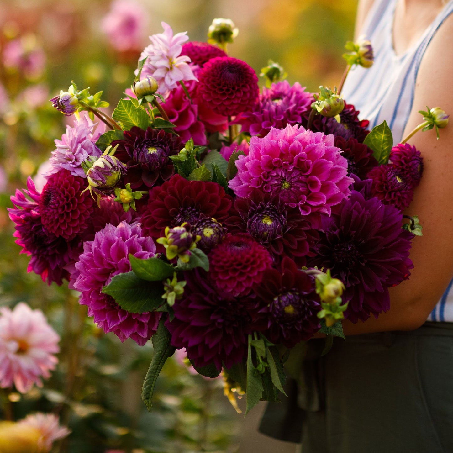 Pink Mix - Dahlia Bulbs (Ball & Decorative)
