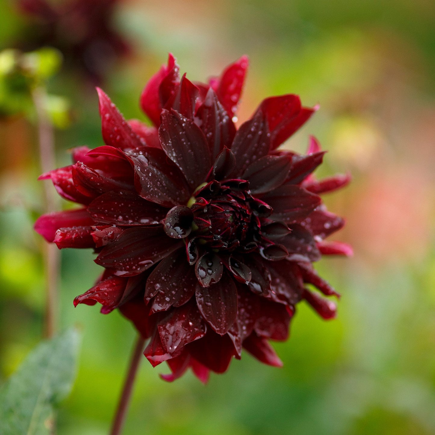 Rip City - Dahlia Bulbs (Decorative)