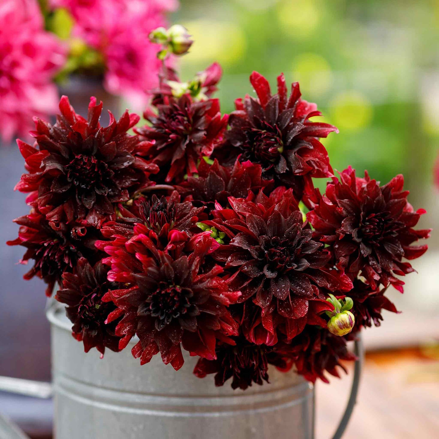 Rip City - Dahlia Bulbs (Decorative)