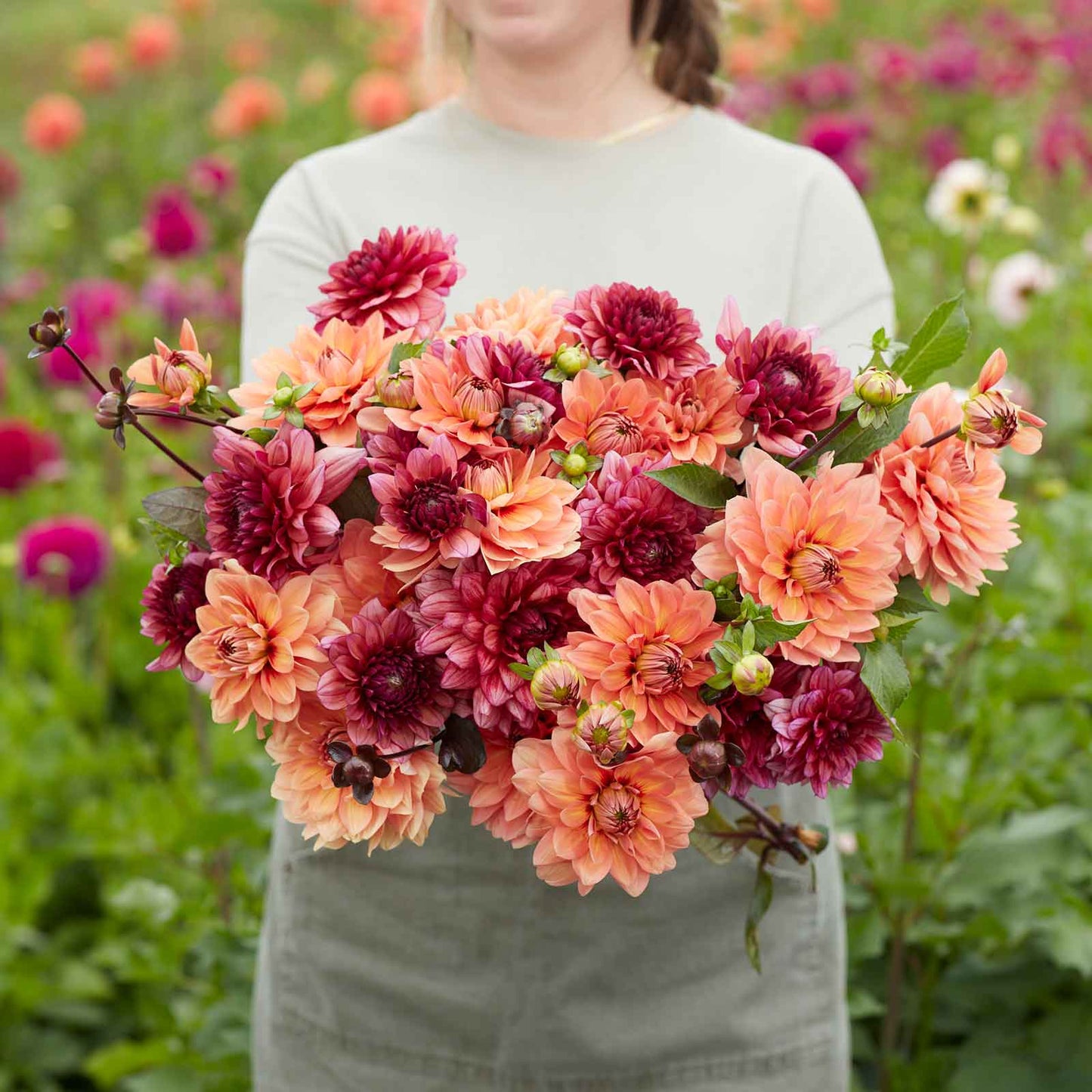 dahlia rustic raven duo