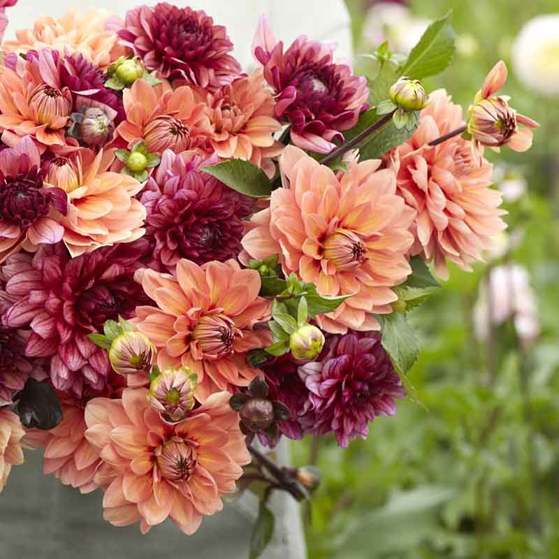 dahlia rustic raven duo