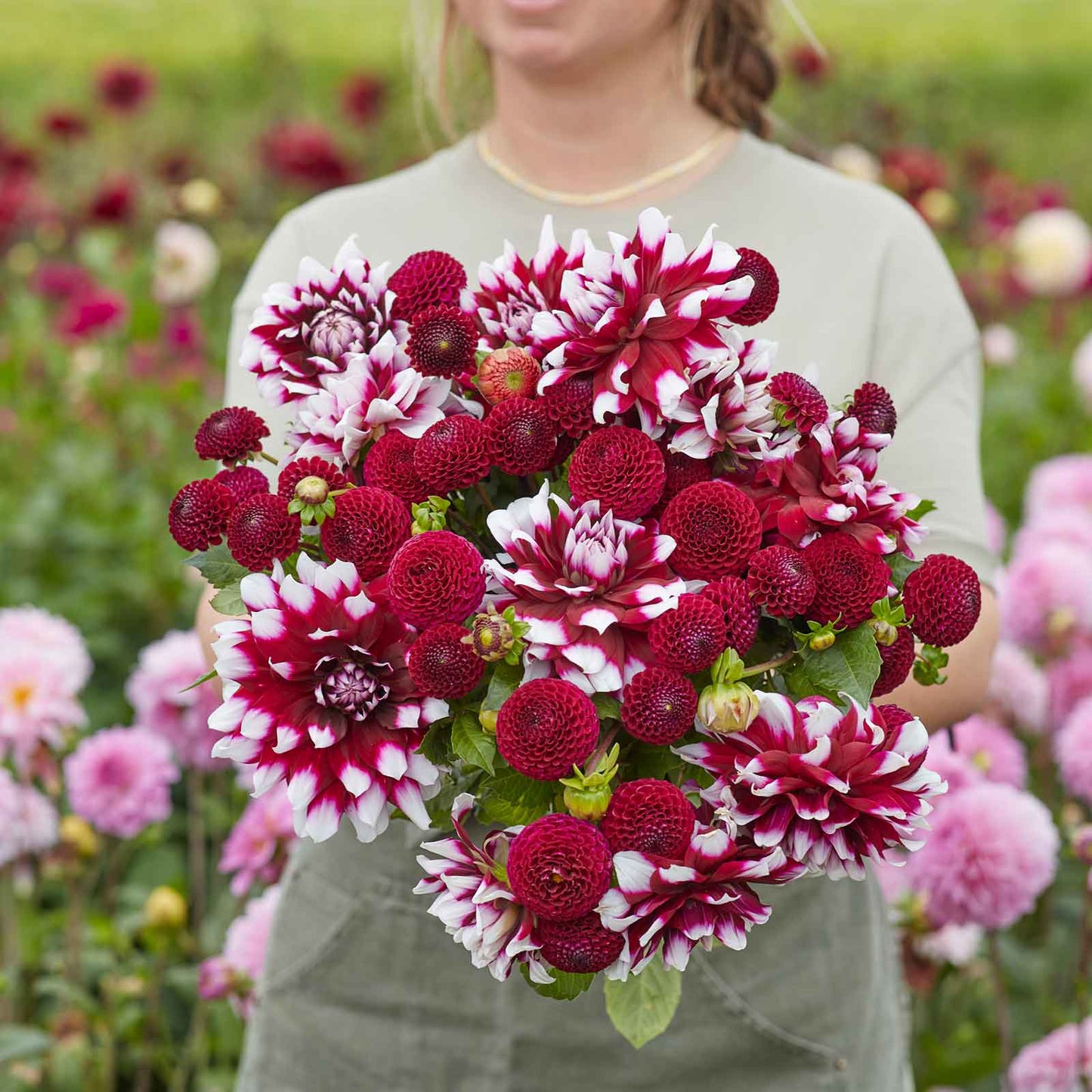 dahlia showstopper duo