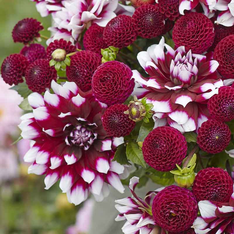 dahlia showstopper duo