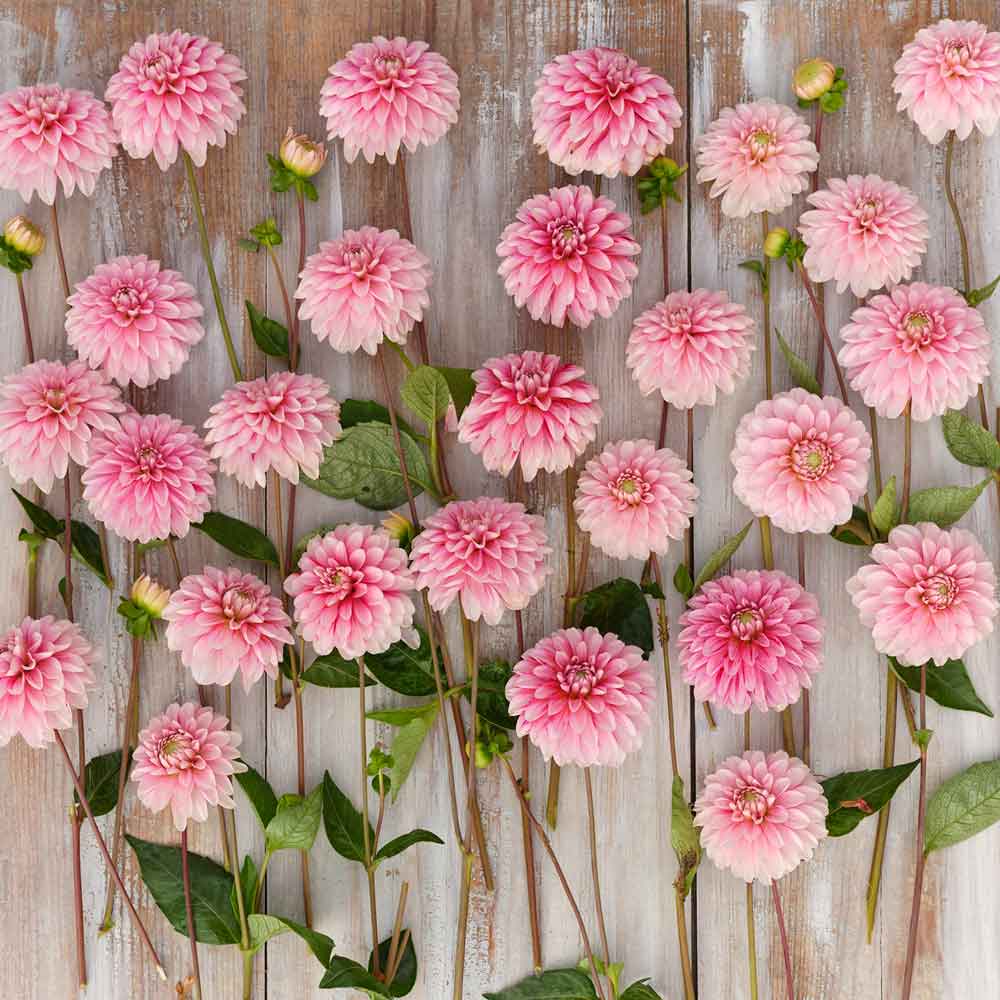 Strawberry Cream - Dahlia Bulbs (Decorative)