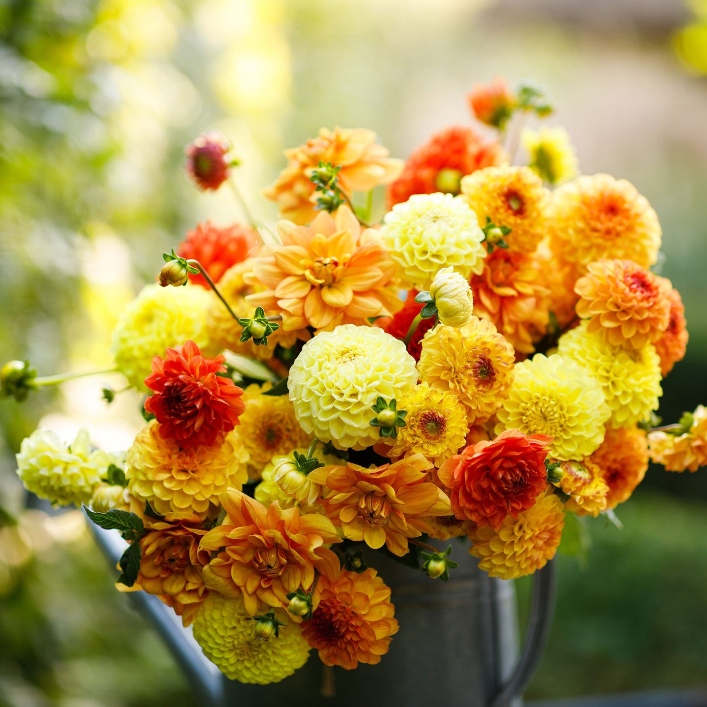 Sunny Mix - Dahlia Bulbs (Ball & Decorative)