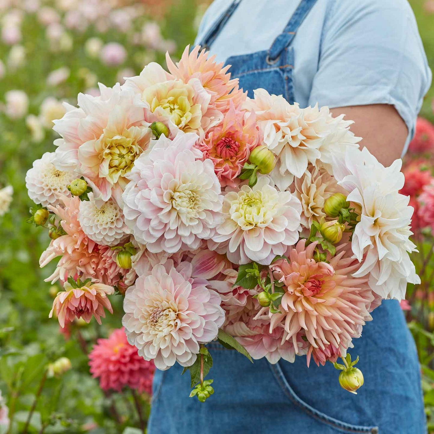 Sweet Dreams Mix - Dahlia Bulbs