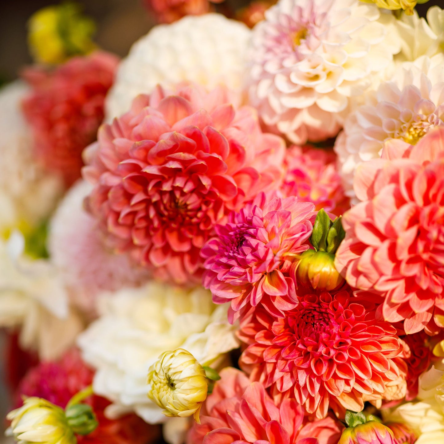 Sweet Mix - Dahlia Bulbs